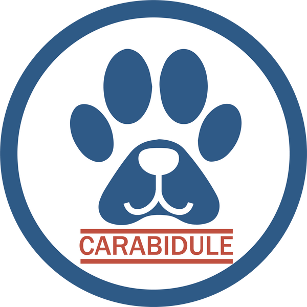 Carabidule